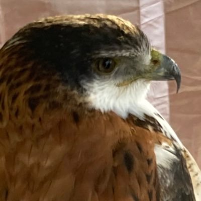 ななしさん(垢移行します！)さんのプロフィール画像