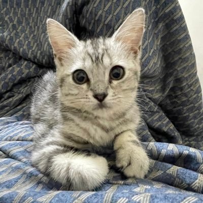 chissicen1's profile picture. 不想上班 又想活得好好的