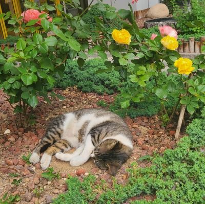 yumigoooood's profile picture. 