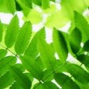 Ratatosk - @MaximStark99893 - Twitter