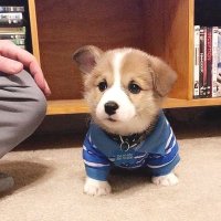 Corgi lovers Community (@lisansanders1) 's Twitter Profile