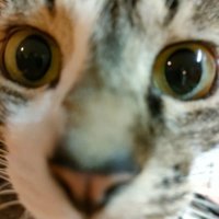 猫のかかちゃん（Nekono Kaka chan,cat's name） (@jix6kvaousqosdi) 's Twitter Profile Photo