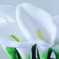 quartz gala (@wilsonstheorem) 's Twitter Profile