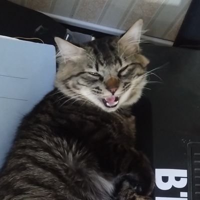 F-動物になりたい。さんのプロフィール画像