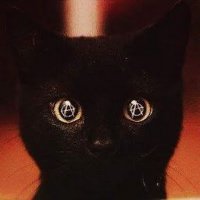 Sharon #AnimalLiberation (@sharx1433703) 's Twitter Profile Photo