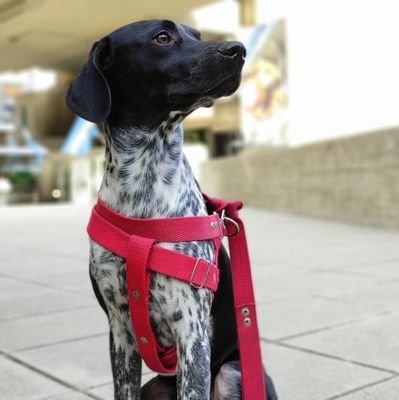 lectorcrazy's profile picture. 