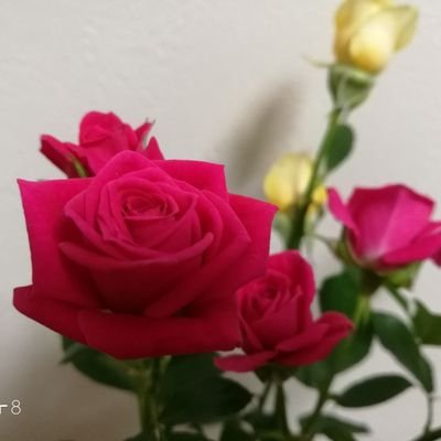 akaharaimori345's profile picture. 