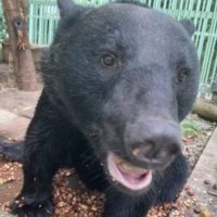 日本熊森協会🐻支部員 (@kumamoribranch) 's Twitter Profile Photo 日本熊森協会🐻支部員 (@kumamoribranch) 's Twitter Profile Photo