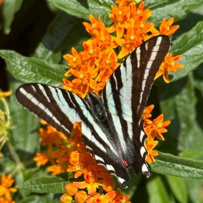 #GYO 🌱Organic Wildlife Native Gardening Fanatic, ♥️ Your Mother 🌍, #Coexist & Be Kind, Creating a Pollinator Paradise One Plant at a Time 🐝