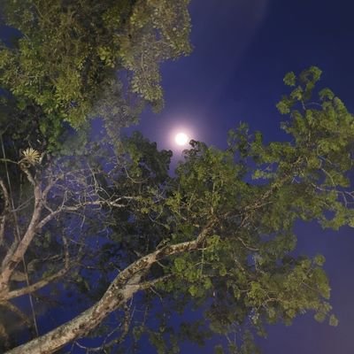 almablue20's profile picture. «La esperanza es esa cosa con plumas que se posa en el alma y canta la melodía sin palabras, que nunca cesa» Emily Dickinson