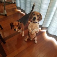 MOBeagleHouse(@MOBeagleHouse) 's Twitter Profile Photo