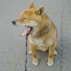 ねぶ🚗³₃ (@nebuoo) 's Twitter Profile