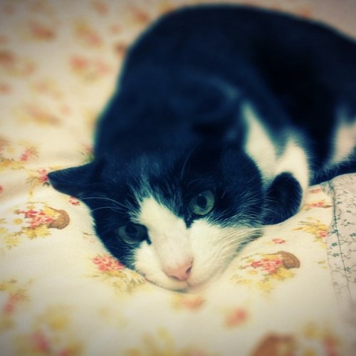 kogu_rin's profile picture. 