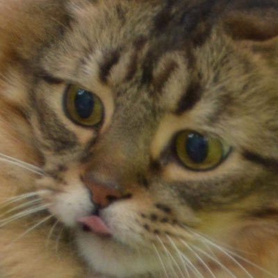 Newland_Boy's profile picture. kind of sussy