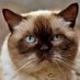 Brown Beige Cat (@brownbeigecat) Twitter profile photo Brown Beige Cat (@brownbeigecat) Twitter profile photo