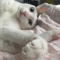 Gulhansa $SOCIAL (@megulhansa) 's Twitter Profile