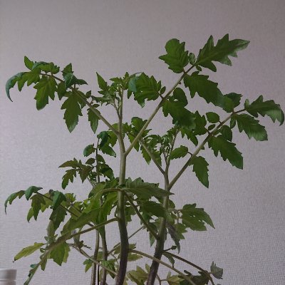 rWfluFTCXU2XRjE's profile picture. 最大多数の最大幸福を目指して
日本も元首の直接選挙制導入を