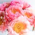 Flower Girl (@flowergirl1113) Twitter profile photo Flower Girl (@flowergirl1113) Twitter profile photo