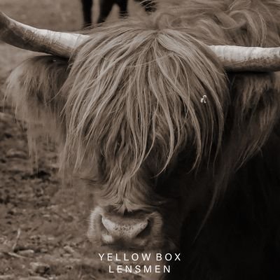 yellowboxlens Profile Picture