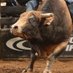 Horny Bagger Owners LLC (@johosofthands) Twitter profile photo Horny Bagger Owners LLC (@johosofthands) Twitter profile photo