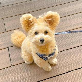lemom_chan's profile picture. 同じ病気の方や愛犬家の方と情報交換したいと思います。 無言フォロー失礼します。 そして我が家のトイプードルも少し。 レモン。 日常にバーナードの力（リキ）を♬♪ Tweet #多発性骨髄腫🚶‍♀️