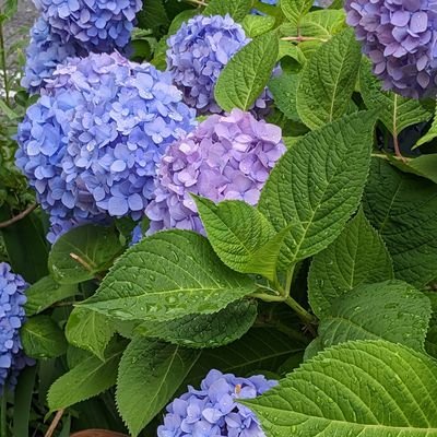 ZsP0acErIdd07MB's profile picture. Bリーグ初年度からキングスにハマり夫婦で昨年のＣＳ、今年の天皇杯に遠征もしました。基本ハコ押し、岸本、田代、並里は殿堂入りで今は小野Ｄ、牧、松脇、ヒューの応援に力を入れています。