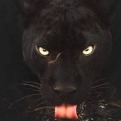 Yakupakgulz's profile picture. İnadına fenerli