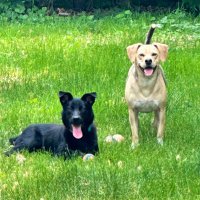 Doug and Murph (@douglasfurrrr) 's Twitter Profile