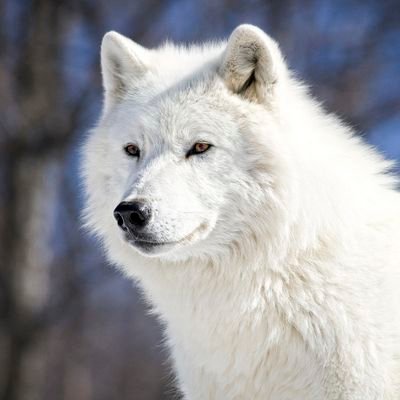 White_Wolf998 Profile Picture