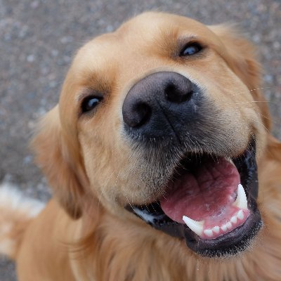 firstai13742006's profile picture. 