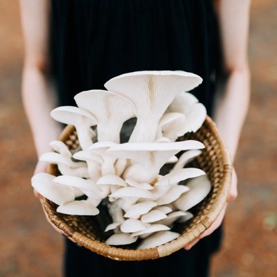Female owned gourmet mushroom farm in Indiana. Specializing in over 14 varieties. Harvested daily in small batches. Spore to table, we are 100% local and fresh.