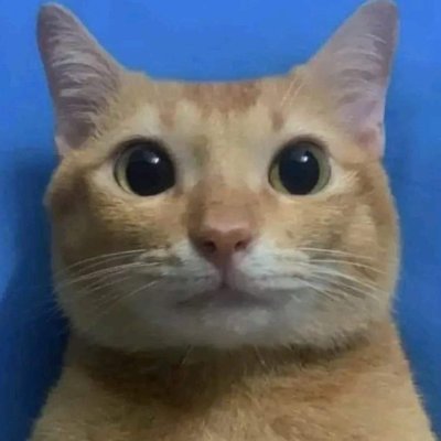gatos