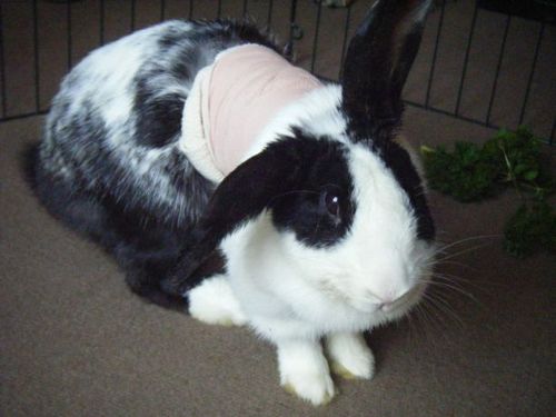 Paws_Here's profile picture. We're a no-kill animal rescue that works with rabbits and rodents. We rehome abandoned and abused pets, giving them a second chance.