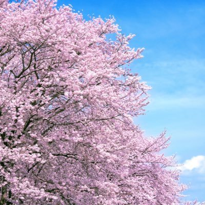 Sakura___2023's profile picture. 2023幼受済🌸無言フォロー失礼いたします🙏