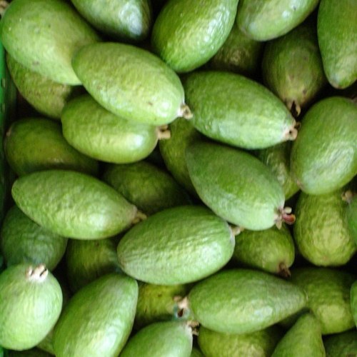 overfeijoas's profile picture. 