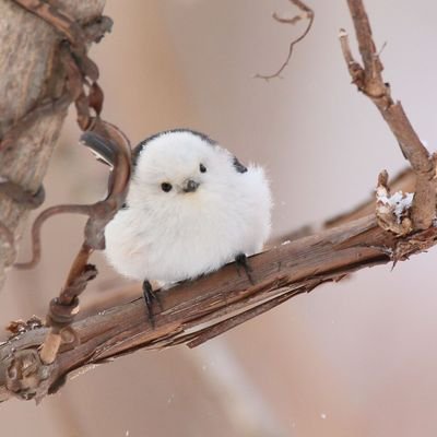 WhenFlapping's profile picture. 恋庭は23/08〜、純粋にゲーム楽しんでるガチ親父なので出逢い不要。
Lv150 ランク2位安定 VIP13
趣味はモータースポーツ、アクアリウム