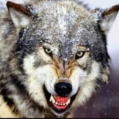 ibrahimtass's profile picture. -Kurt kışı geçirir ama yediği ayazı unutmaz.