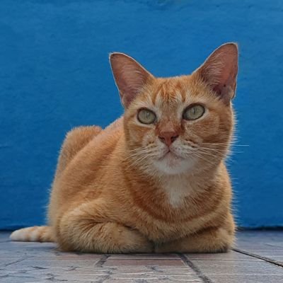 NaimiSyahir's profile picture. Hit or miss dengan dunia