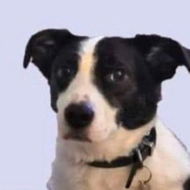 xghostmachina's profile picture. when i shoot the moon, high jump the broom.