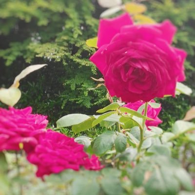 ちょこぼーるさんのプロフィール画像