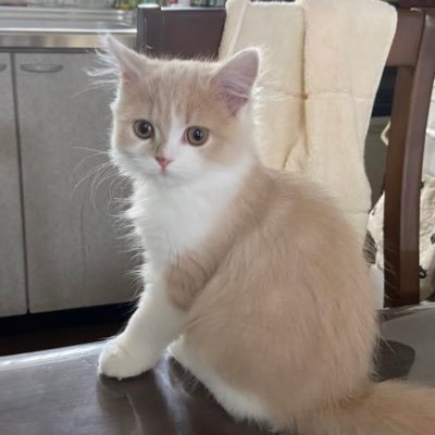 スコティッシュフォールドのネロ(子猫)を飼い始めました。ネコ好きの方、宜しくお願いします^ ^