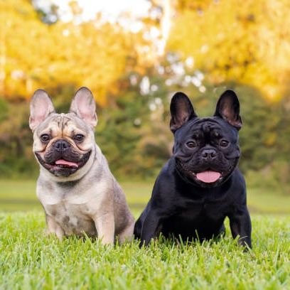 A Blue French bulldog is an American born French bulldogs which are small in size and looks so pretty and charming