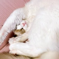 ゆりのて🐈⬛猫多頭飼𝐹𝑎𝑚𝑖𝑙𝑦👨👩👦 (@fiprikuto) 's Twitter Profile Photo ゆりのて🐈⬛猫多頭飼𝐹𝑎𝑚𝑖𝑙𝑦👨👩👦 (@fiprikuto) 's Twitter Profile Photo