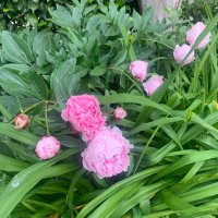 Frances (@drfrancesgp) 's Twitter Profile