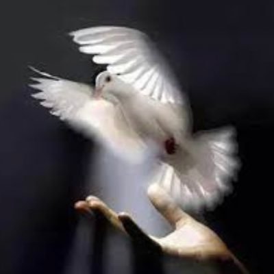 🤍🕊🕊 هادية مثل السلام ..حالمة ..مُحلقة ..مباركة ..سعيدة ..ذات حظ جميل .. 🕊