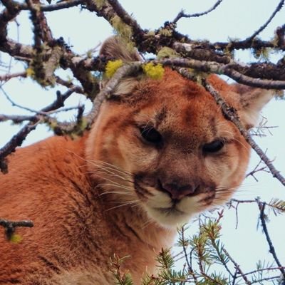 CT💦🐺🐡さんのプロフィール画像
