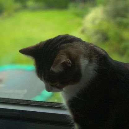 VerhoelstMats's profile picture. 