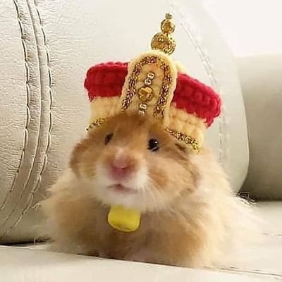 hamhaさんのプロフィール画像
