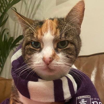 Opinions of my cat Phoebe. Not very serious. Ethan Hughes goal of the year. @TTHDPod @LachieNeale Jaeger O’Meara fan, Lachie Schultz hater.