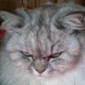 neco_engineer's profile picture. 猫です。探さないでください。